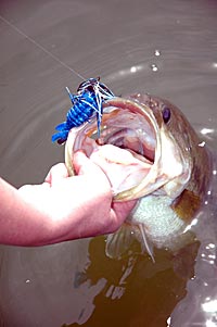 Spring jig fishing