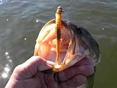 Jig Worm Fishing