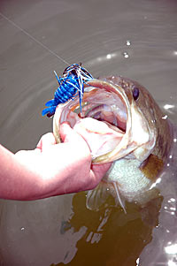 Big bass caught on a jig.