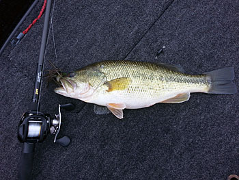 Starting in late fall, big bass congregate on deeper spots. A jig is a great lure to catch them. Photo by Pete M. Anderson.