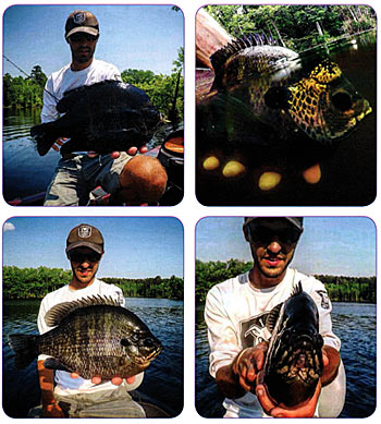 Clockwise from top left: A big male coppernose bluegill Dark, tannic water draws out the darkest colors and makes that copper-colored nose shine. King Fisher bluegill are notoriously thick side-to-side. A typical bluegile at King Fisher Society.