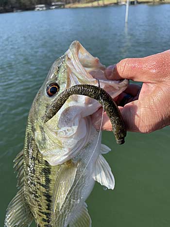 A Neko Rig is a top producer for the spring months on Lake Lanier.