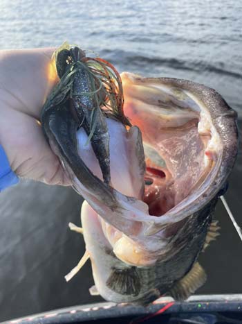 Big bass love a ChatterBait