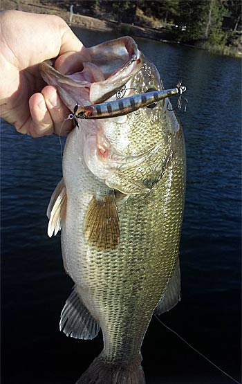 Smallmouth bass and spotted bass are more common with the technique, but clear water largemouth can also be fooled with a spybait.