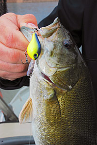 A smallmouth that crunched a mirco-crankbait presented on lead-core line 30 feet down.