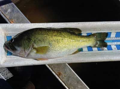 An example of an underperforming fish. Underweight for its length.