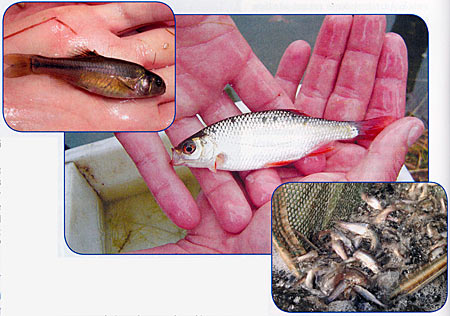 Top: Up close fathead minnow. Courtesy Mark Cornwell Middle: Rudd, not to be confused with a golden shiner or red horse. These invasive fish are native to Europe, sold in the U.S. years ago as bait, and now outlawed in most states. Courtesy Mark Cornwell. Right: Fathead minnows are a staple in pond management.