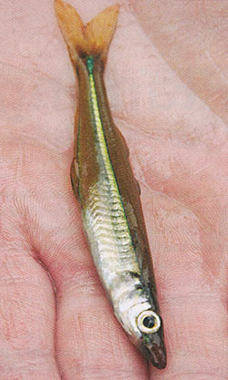 Recognize this one? Silver sides, also called 'ghost minnow'. Native in many public lakes and streams. Does no harm in your fishing lake. Very tender minnow, will die if you touch it.