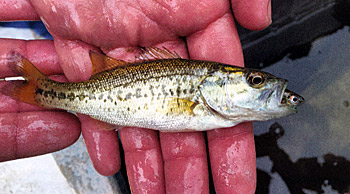 If you want to push these little guys into big ones, know your ponds limits