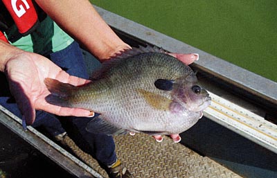 Bluegills are predators. Who knew?