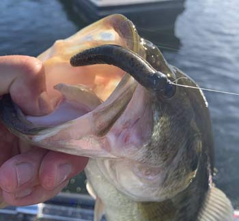 These little baits catch plenty of fish of all sizes and are a great rig to throw in April.