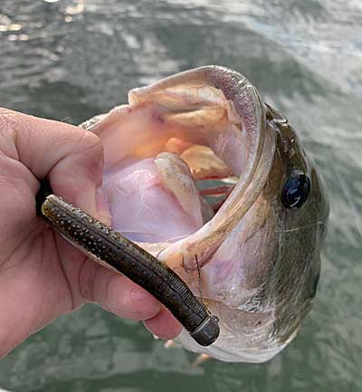 A weedless version of a Ned Rig head with two-wire weed guards.