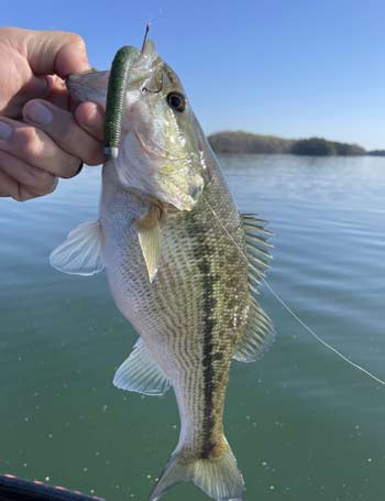 A spotted bass that ate a Yamamoto Senko rigged on a Neko Rig.