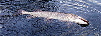 This northern pike struck a jig at 20 feet. He towed my boat like a toy. The fish was at least 40 inches long