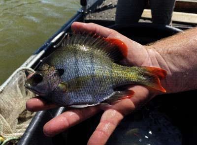 This coppernose bluegill could use some nutrition before it gets too cold.