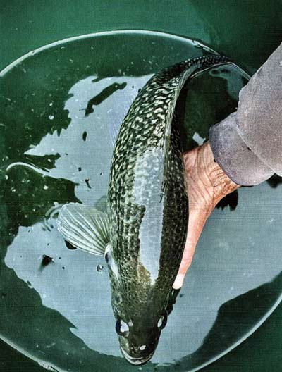 Fish are cold-blooded. In great health, specimens like this will do well over winter months. Credit: Bruce Condello