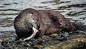 Pay attention to river otters. They are fish eaters.