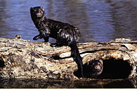 Mink are classic furbearer carnivors.