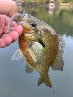 A solid panfish will put up an excellent fight and give you a short break from bass fishing.