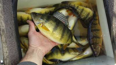 Targeting panfish like perch is excellent for detecting subtle bites and using light line.