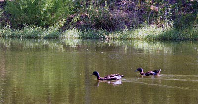 Best of several worlds. Notice the peripheral plants, all native, with a purpose of holding soil in place. They look natural, which they are. But, see the green water? That fertility is the base of the food chain, plus it blocks sunlight from the bottom in water two feet deep and deeper. Good plan.