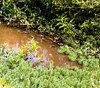 Diversity of native plants is very important.