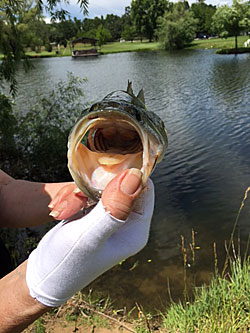 Pond Bass