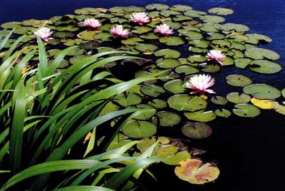 Dye in this pond minimizes the odds of submerged aquatic plant growth but doesn't affect the lilies.