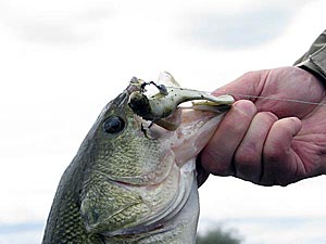 Pond fishing