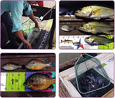 Clockwise from top left: Study the fishery, learn all you can to make wise decisions. Figure out what yourfishery is, for a good starting point Need to stockfish? Develop that into your planning process. There are three different species here. Did you know that? What are yours?