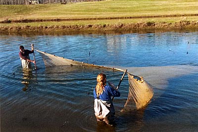 Pulling a bag seine in a small pond.