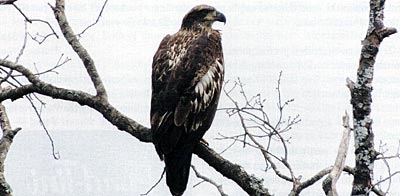 Eagles are especially attracted to bountiful fisheries. Photo credit: Dan VanSchaik