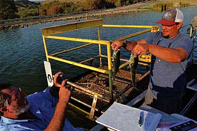 Skinny bass — When the cupboard is bare of forage, the predators will show the dubious results. These problems track back to eutrophication in an aging lake, Bob Lusk says. (photo by the author)