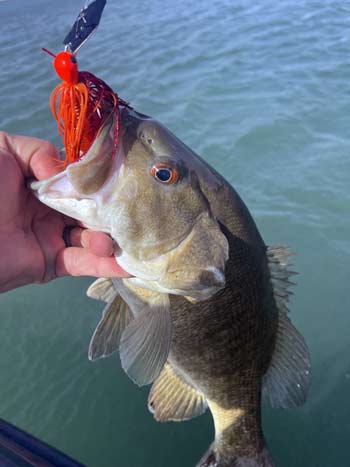 A bright red bait is an excellent lure choice this month.