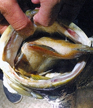 Big bass have big habits. This large gizzard shad was regurgitated in the live well of the electrofishing boat.