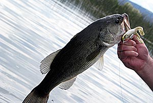 River bass fishing