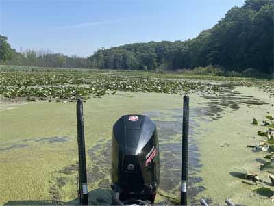 Backwaters of rivers act much like a lake but are still influenced by currents and river water levels.