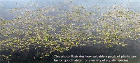 This photo illustrates how valuable a patch of plants can be as a suitable habitat for various aquatic species.