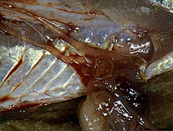 Roundworms (middle of photo) imbed in the gut cavity offish. This parasite feeds off food taken in by the fish.