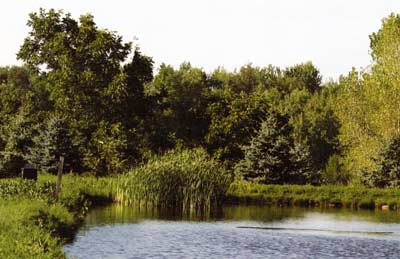 Cattails are about to go dormant.