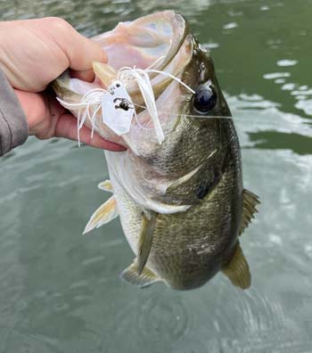 White and other shad patterned ChatterBaits excel during the summer and fall when bass are keyed in on baitfish.