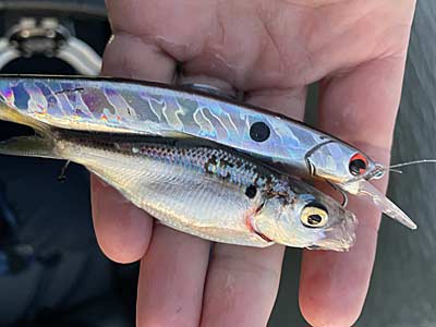 Since shad is a significant target this year, locating them and using lures that closely mimic them will help you tame the fall transition.