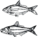 Threadfin and Gizzard shad