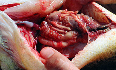 Intestinal nematodes. Transferred via feces from birds such as cormorants.