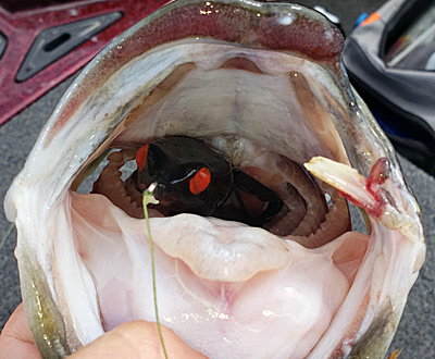 An example of a pre-spawn bass that fell for a frog. They are generally very aggressive this time of year and won’t let the bait get away.