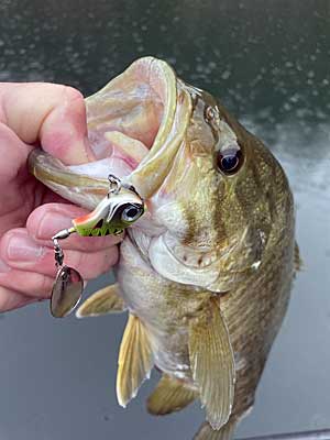 A late season smallmouth that ate a tail spinner in 45-degree water.