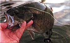 Smallmouth bass