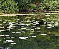 lily pads offer habitat for smallmouth bass