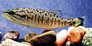 Fingerling smallmouth bass at 2-1/2 inches long.