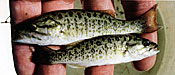 4-inch smallmouth bass, ready for stocking a new pond.